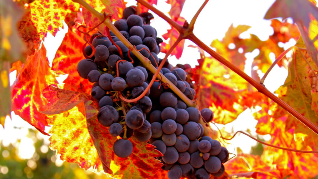 Zinfandel: a uva ícone da Califórnia
