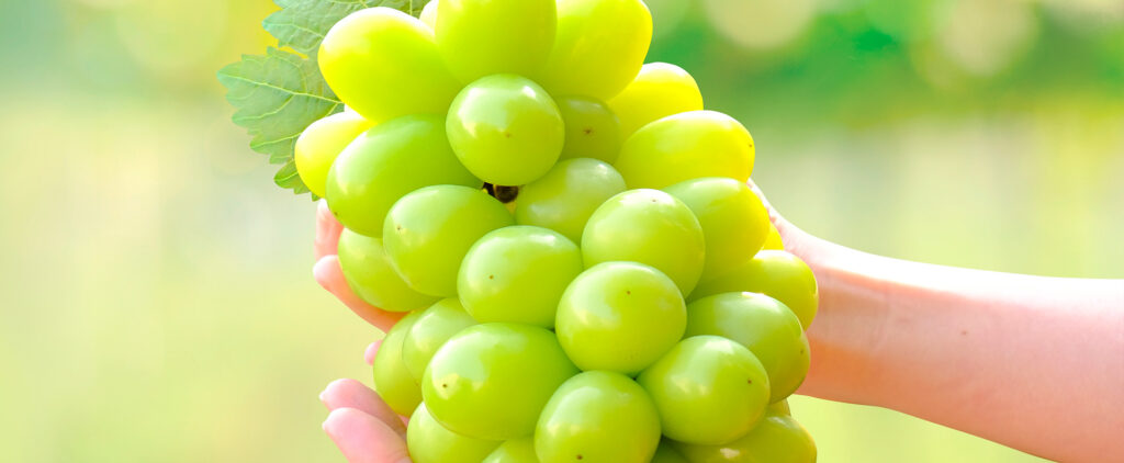 Conheça a uva Moscato